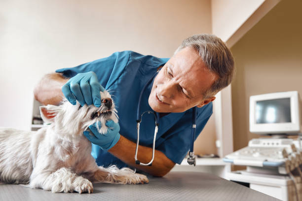 Best Weekend Emergency Dentist in Granger, TX